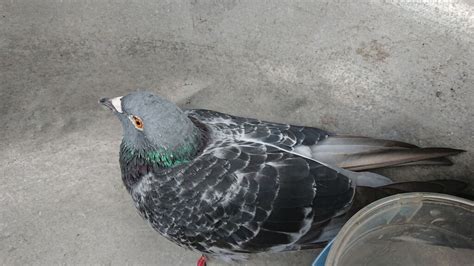 死鳥處理|撿到死掉的鳥怎麼辦？